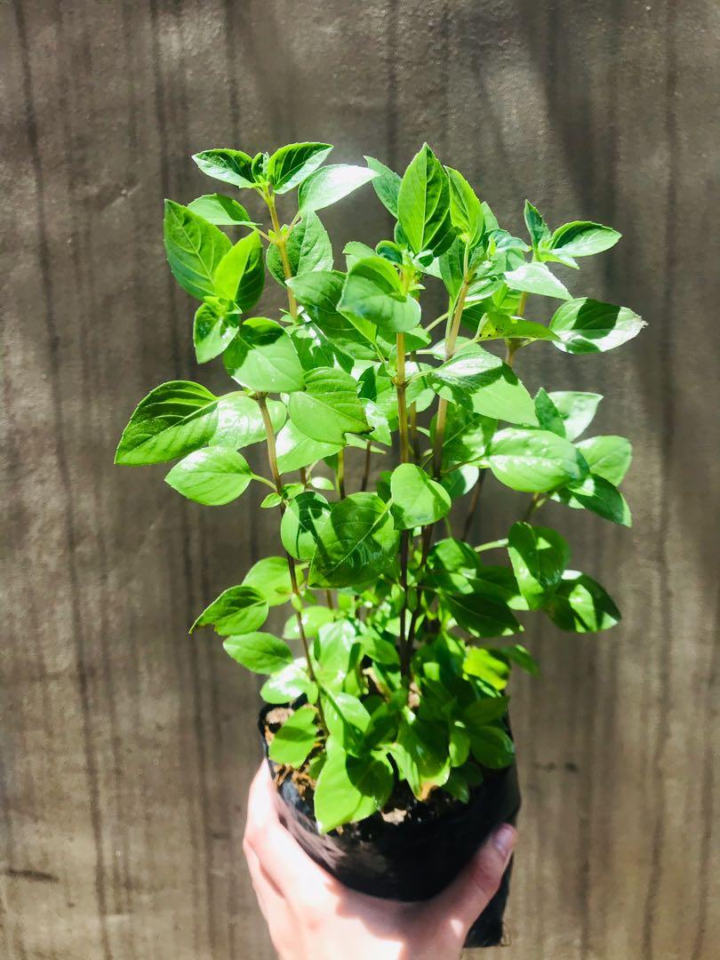 Thail basil herb (Category: Plants & Seeds) located in Paranaque City. Submitted by FLess.ph (Listing ID 1087674239, Image 1). Description: Super lush!! 4 na puno in 1 pot!! Php 150 only.