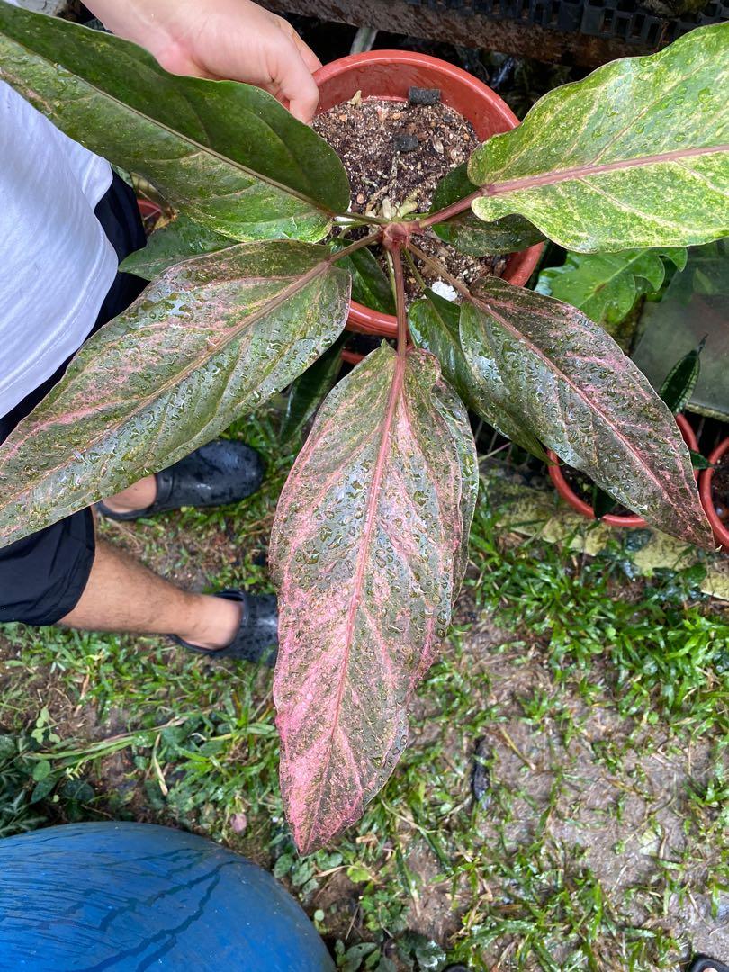 Anthurium black dragon variegated, Furniture & Home Living, Gardening, Plants & Seeds on Carousell