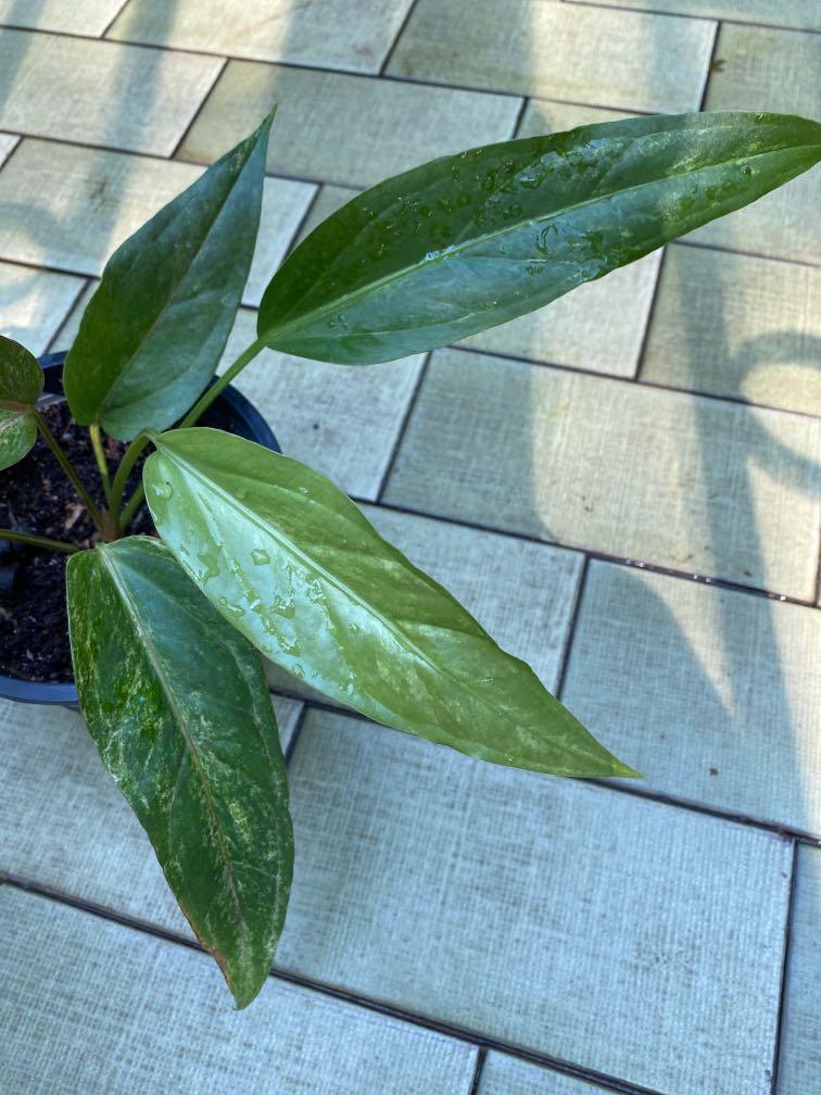 Anthurium black dragon variegated, Furniture & Home Living, Gardening, Plants & Seeds on Carousell
