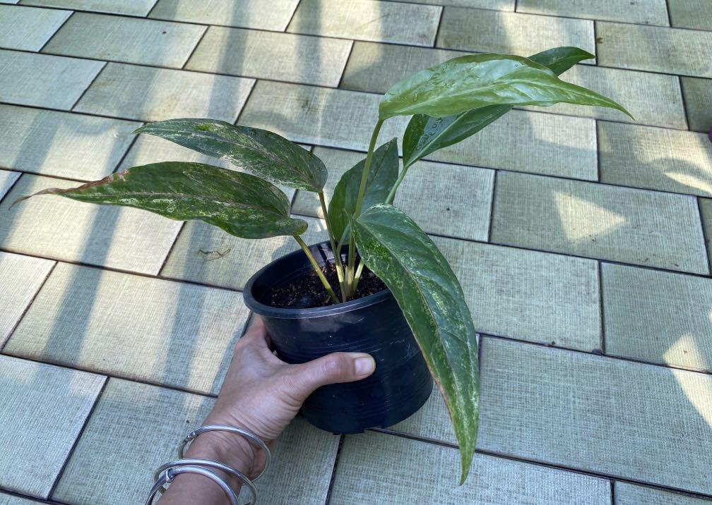 Anthurium black dragon variegated, Furniture & Home Living, Gardening, Plants & Seeds on Carousell
