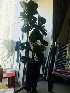 （分類：）位於 。 由 pchawla 提交（商品編號 1087970866，圖片 1）。簡介： 。