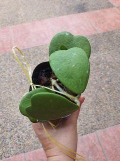 Hoya Kerri - Lucky Heart Plant (Cutting)