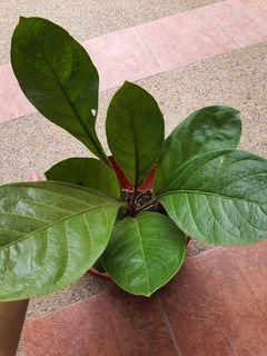 Anthurium Jungle Bush