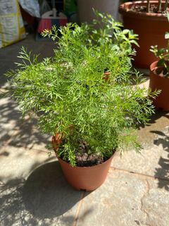 (Category: ) located in . Submitted by gardenertang (Listing ID 1087884985, Image 1). Description: .