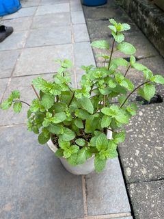 (Category: ) located in . Submitted by gardenertang (Listing ID 1085340442, Image 1). Description: .