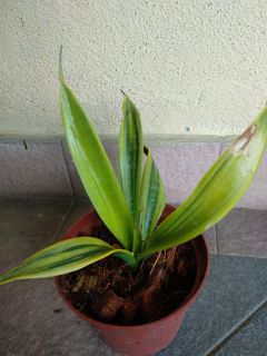 (Category: ) located in . Submitted by newplant (Listing ID 1087996702, Image 1). Description: .