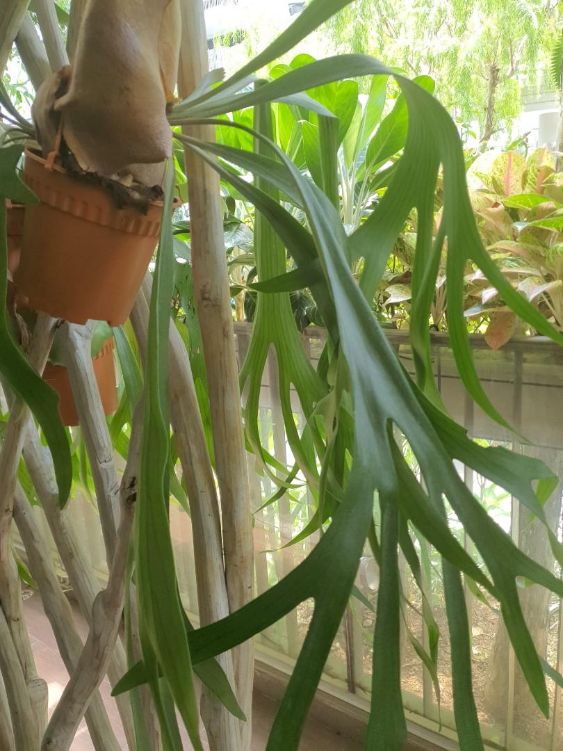 Staghorn Fern Plant for Sale, Furniture & Home Living, Gardening ...