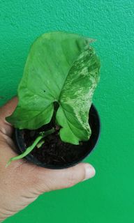 (Category: ) located in . Submitted by kc_garden (Listing ID 1087895050, Image 1). Description: .