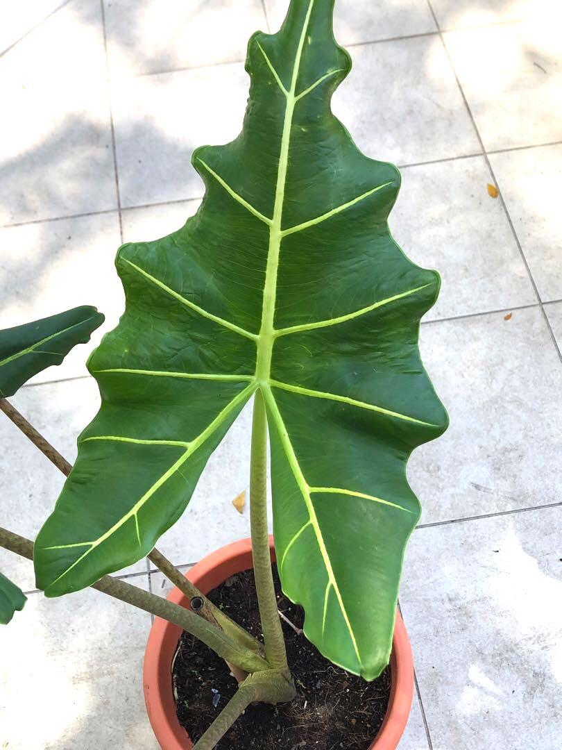 Tall Alocasia Sarian, Furniture & Home Living, Gardening, Plants