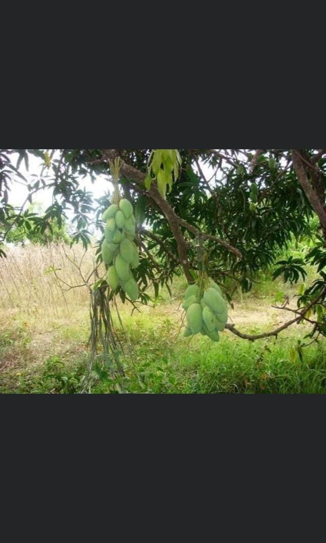 Zambales Agricultural Land (Category: Lot) located in Manila. Submitted by fjsta_ana (Listing ID 1087943993, Image 1). Description: Php. 150 per sqm Location: Brgy Tubotubo South, Sta. Cruz, Zambales Area: 47, 346 sq.m Beneficial info: A) adjacent to brgy hall, chapel, irrigation canal B) beside 2-lane well-paved road C) approximately 25 minute tricycle ride from town proper D) clean title E) planted to mango trees, palay, fruit trees & occasiona