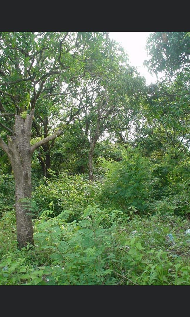 Zambales Agricultural Land (Category: Lot) located in Manila. Submitted by fjsta_ana (Listing ID 1087943993, Image 3). Description: Php. 150 per sqm Location: Brgy Tubotubo South, Sta. Cruz, Zambales Area: 47, 346 sq.m Beneficial info: A) adjacent to brgy hall, chapel, irrigation canal B) beside 2-lane well-paved road C) approximately 25 minute tricycle ride from town proper D) clean title E) planted to mango trees, palay, fruit trees & occasiona
