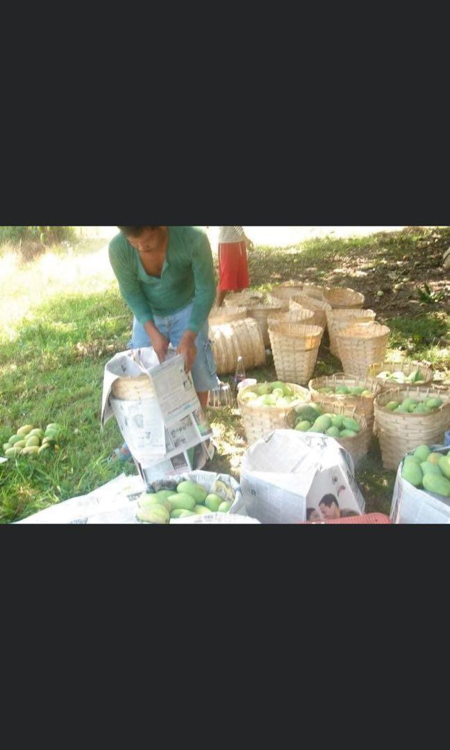Zambales Agricultural Land (Category: Lot) located in Manila. Submitted by fjsta_ana (Listing ID 1087943993, Image 2). Description: Php. 150 per sqm Location: Brgy Tubotubo South, Sta. Cruz, Zambales Area: 47, 346 sq.m Beneficial info: A) adjacent to brgy hall, chapel, irrigation canal B) beside 2-lane well-paved road C) approximately 25 minute tricycle ride from town proper D) clean title E) planted to mango trees, palay, fruit trees & occasiona