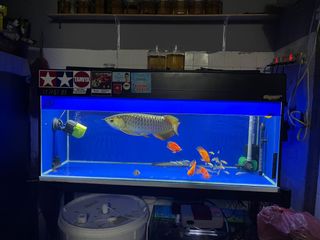 (Category: ) located in . Submitted by bropunca (Listing ID 1088290334, Image 1). Description: .