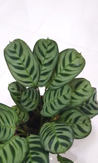 (Category: ) located in . Submitted by urban.cultivar (Listing ID 1088264590, Image 1). Description: .