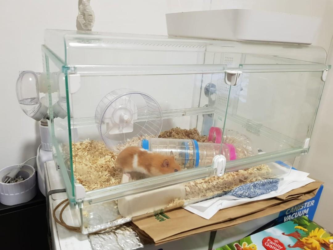 Jual Hamster Lengkap Kandang