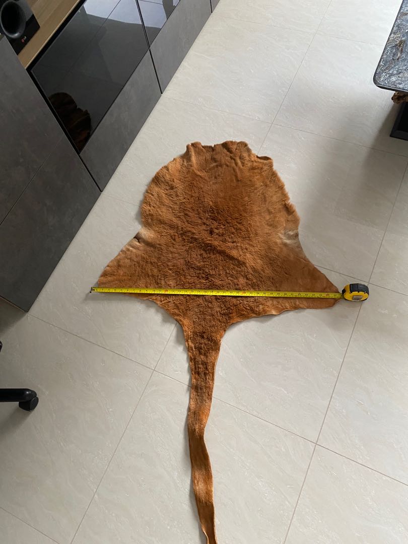 Large Kangaroo Skin Rug Hide, Furniture & Home Living, Home Decor