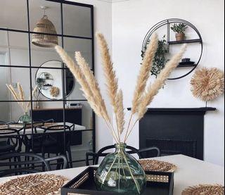 Mini pampas grass
