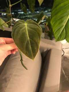 （分類：）位於 。 由 uzzzz 提交（商品編號 1088248704，圖片 1）。簡介： 。