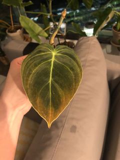 （分類：）位於 。 由 uzzzz 提交（商品編號 1088248859，圖片 1）。簡介： 。
