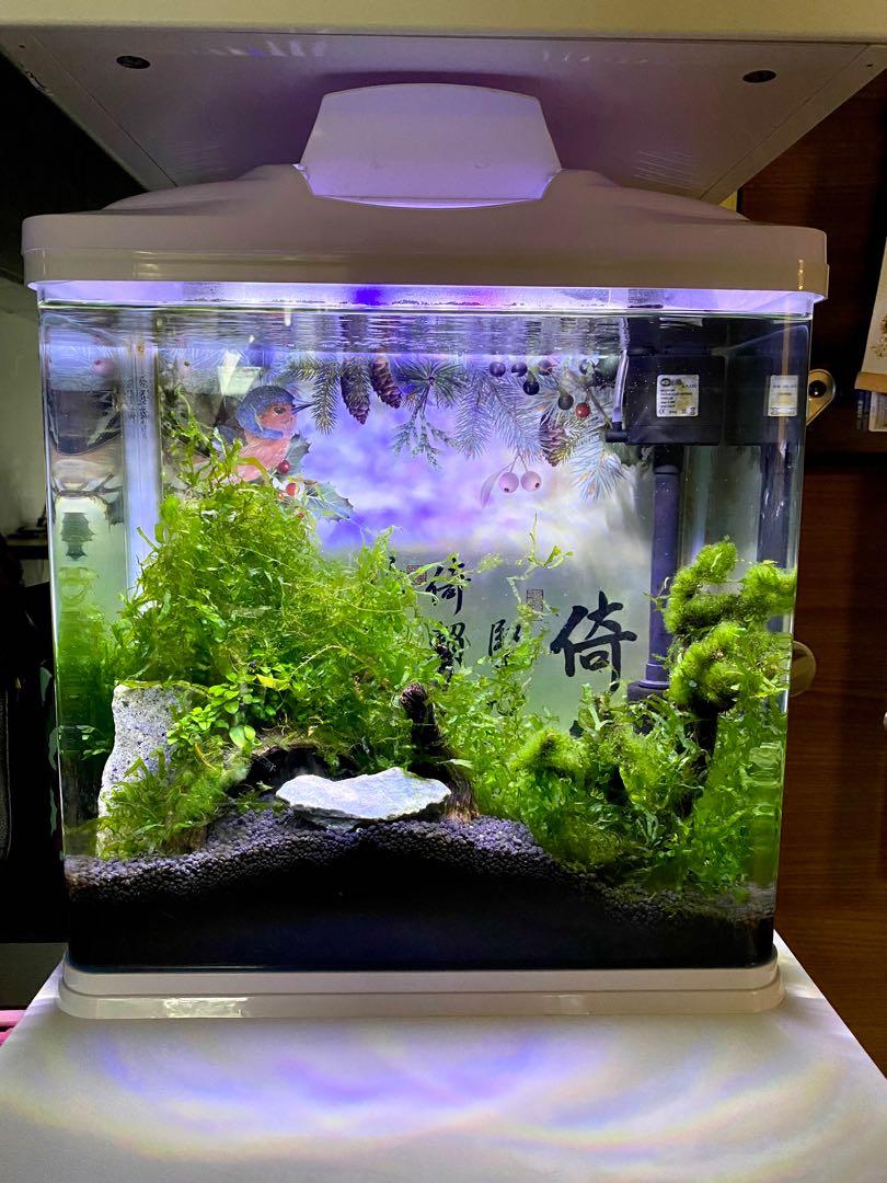 self sustaining aquarium
