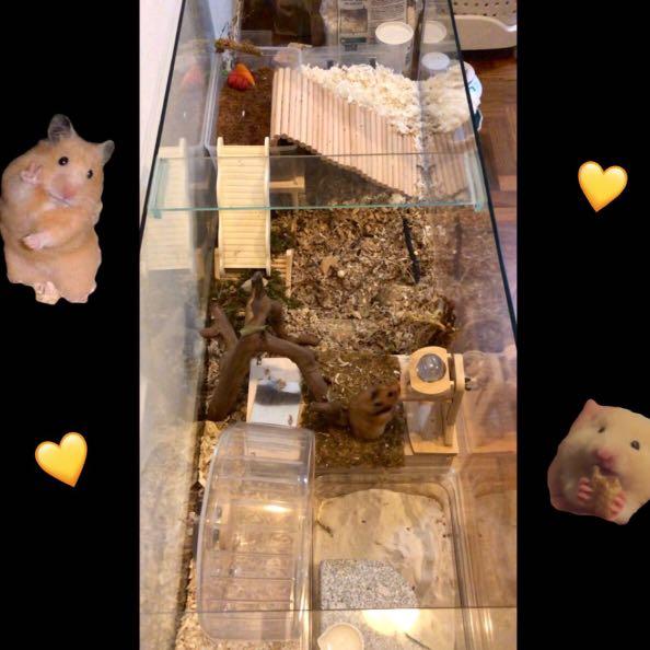 4ft glass tank for a hamster gerbil cage fish idk