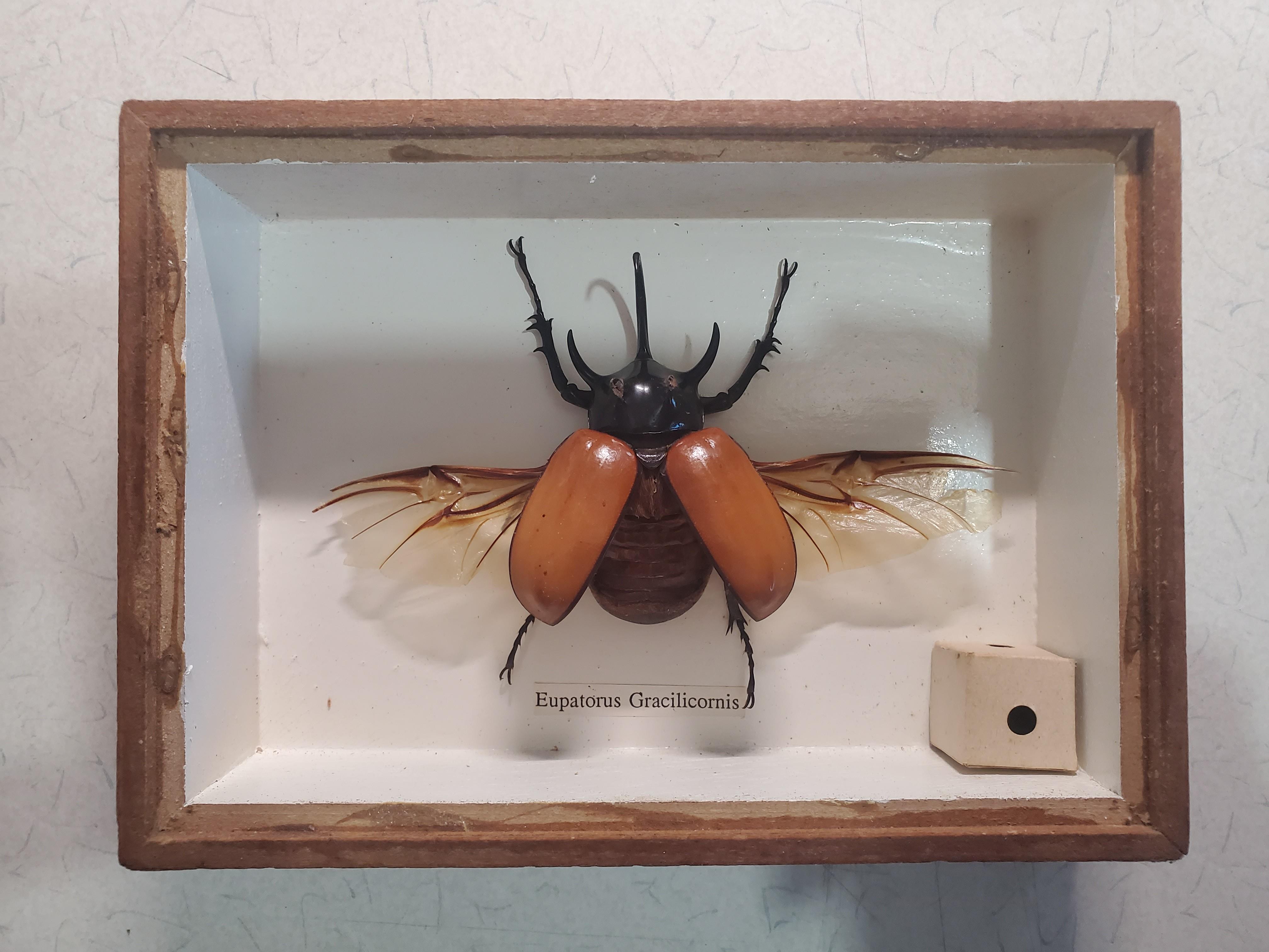 昆蟲甲蟲標本連木盒玻璃面 其他 其他 Carousell