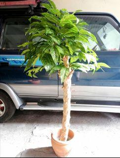 Pili leaves artificial Tree Plant-type in Coffee trunk