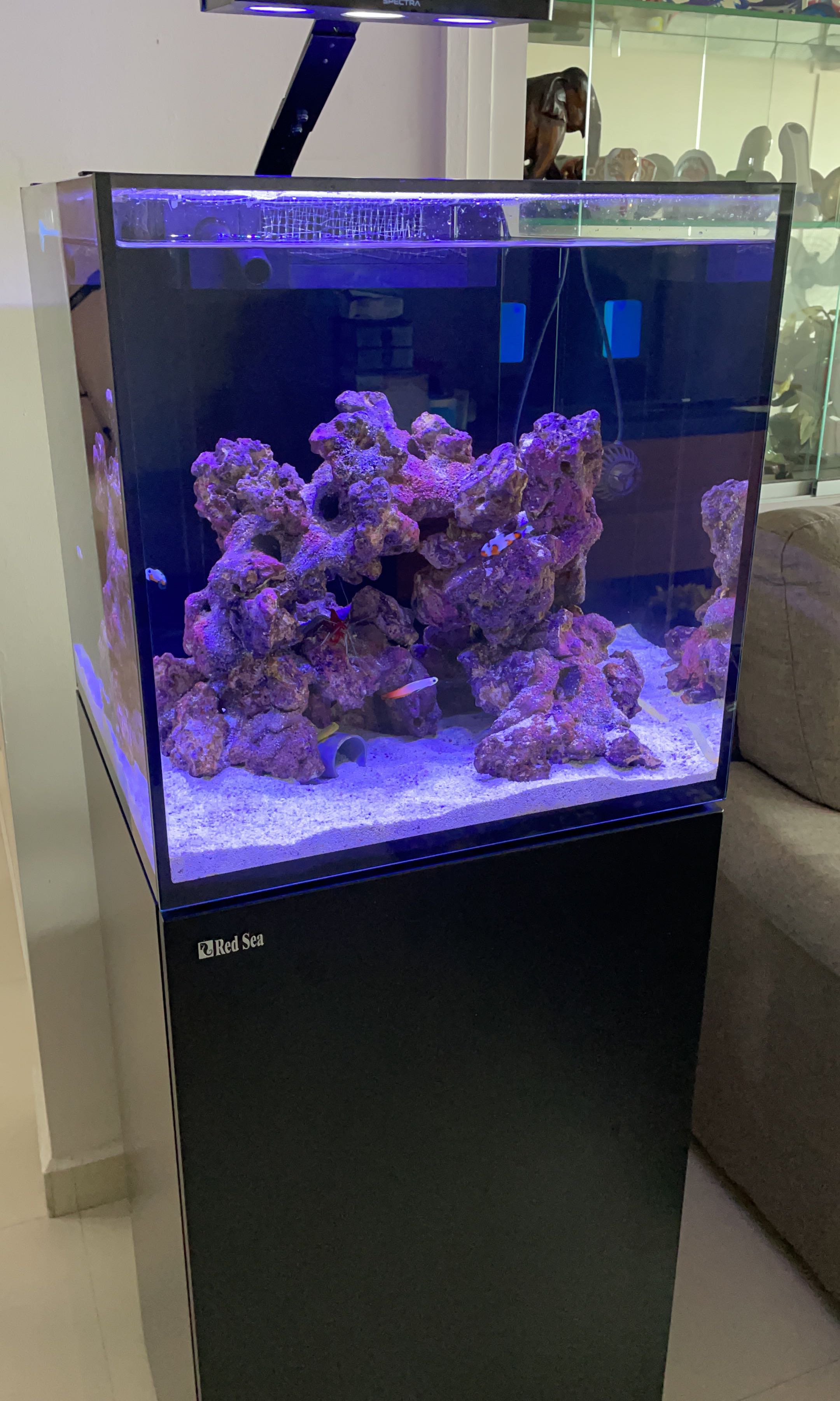 New Red Sea Reefer Nano Main Display Tank Only No Stand Sump Pet Supplies For Fish Fish Tanks On Carousell New Red Sea Reefer Nano Main Display Tank Only No Stand Sump Pet Supplies For Fish Fish Tanks On Carousell