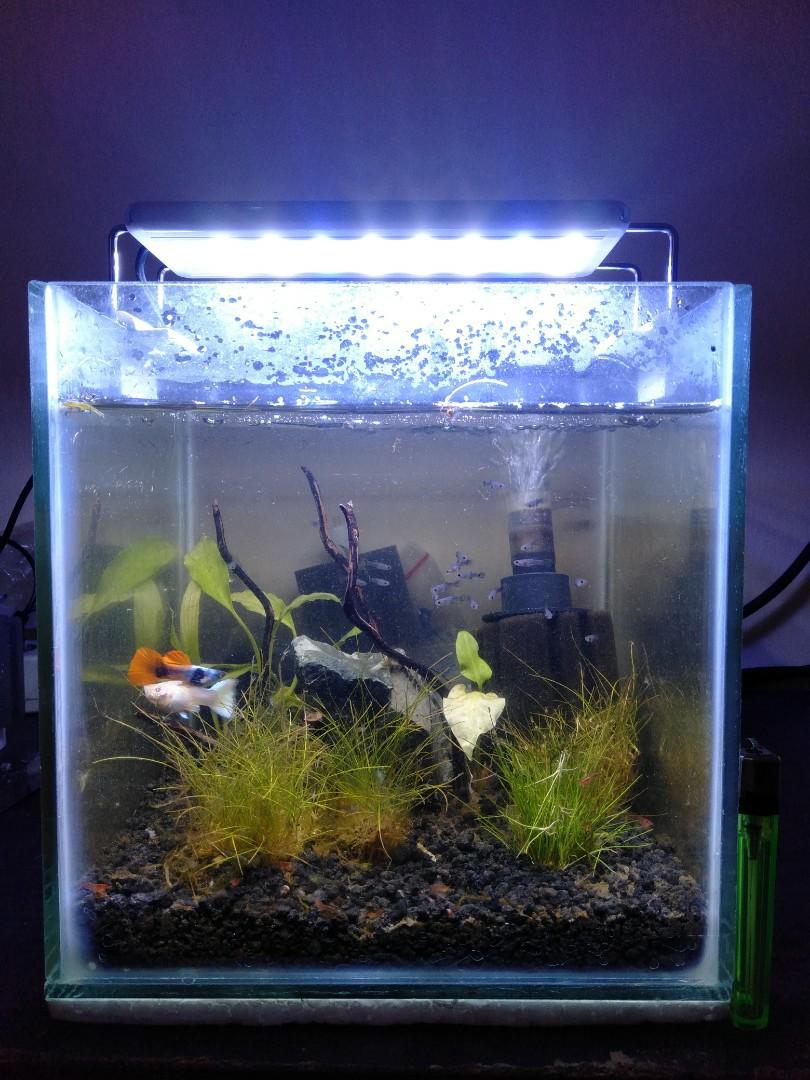 Aquarium Mini Fullset Perlengkapan Hewan Aksesoris Hewan Di Carousell Jual aquarium full set