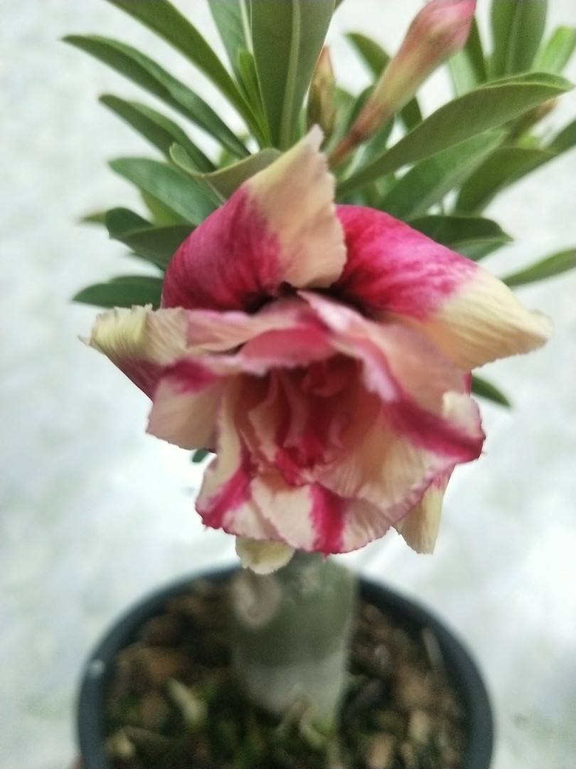 Beautiful Adenium, Furniture & Home Living, Gardening, Plants & Seeds ...