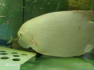 Ikan Gurame Albino Padang Jumbo +- 40 CM