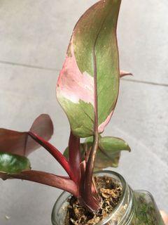 Philodendron pink princess ugly plant sale