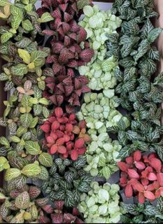(Category: ) located in . Submitted by urban.cultivar (Listing ID 90707762, Image 1). Description: .
