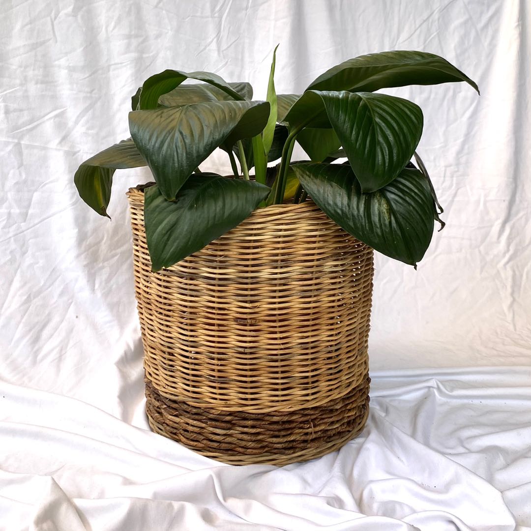 seana large rattan pot, Furniture & Home Living, Gardening, Pots ...