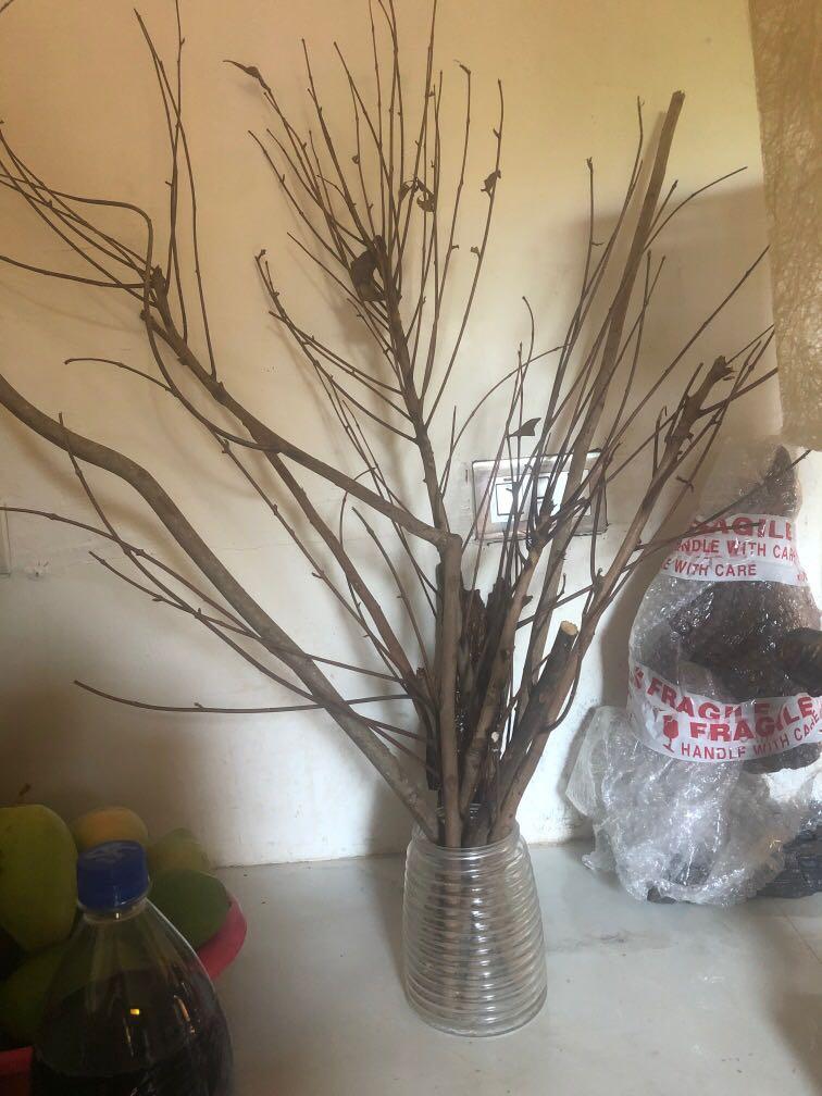 SOLD!!!💯 Mahogany Tree Branches - Bundle3 (Category: Other Home Decor) located in Pasig City. Submitted by casambhomedecors (Listing ID 1085207178, Image 2). Description: .