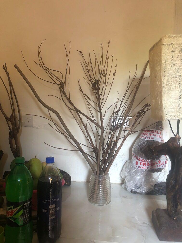 SOLD!!!💯 Mahogany Tree Branches - Bundle3 (Category: Other Home Decor) located in Pasig City. Submitted by casambhomedecors (Listing ID 1085207178, Image 1). Description: .