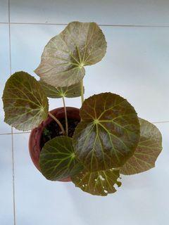 Begonia U514
