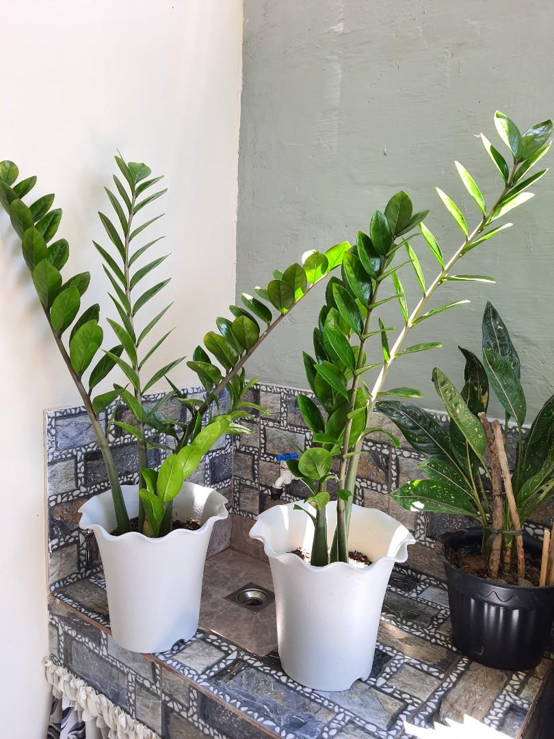 Big Zz Plant Furniture Home Living Gardening Plants Seeds On Carousell