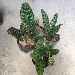 (Category: ) located in . Submitted by plantetc (Listing ID 1085154641, Image 1). Description: .