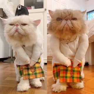 Cat clothes for sale clearance