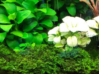 (Category: ) located in . Submitted by prof_lee (Listing ID 1085190251, Image 1). Description: .