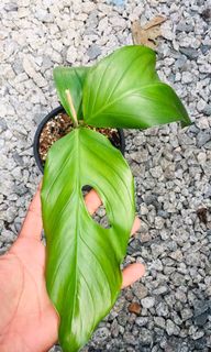 (Category: ) located in . Submitted by cage.plants.studio (Listing ID 1085130131, Image 1). Description: .