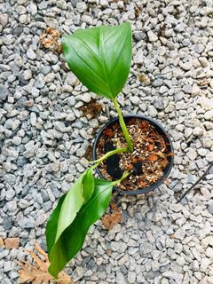 (Category: ) located in . Submitted by cage.plants.studio (Listing ID 1085132902, Image 1). Description: .