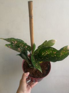 (Category: ) located in . Submitted by akosiberyl (Listing ID 1085223110, Image 1). Description: .