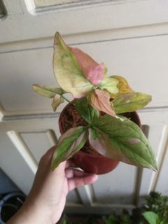 (Category: ) located in . Submitted by akosiberyl (Listing ID 1085223344, Image 1). Description: .