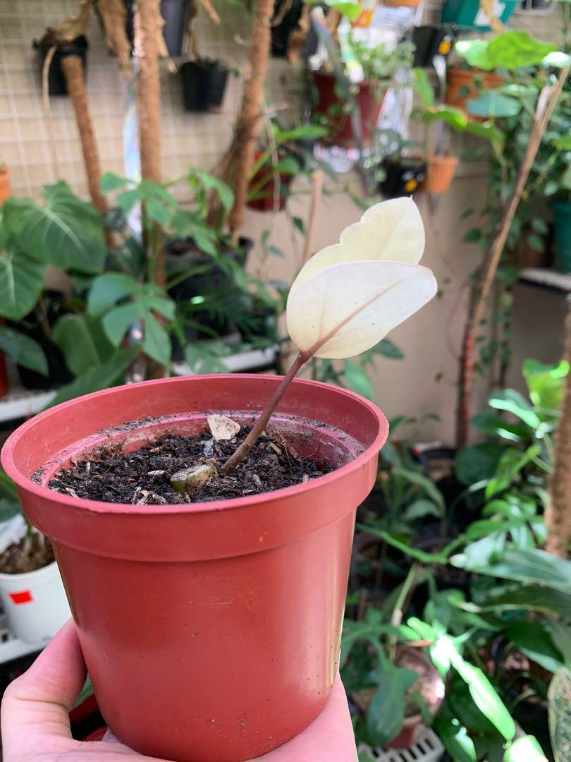 Variegated ZZ (Category: Plants & Seeds) located in Quezon City. Submitted by polnkel (Listing ID 1085276003, Image 2). Description: Follow @plantsuperstore in FB and IG for more! MOP: BDO, BPI, GCash Buyer books and shoulders delivery .