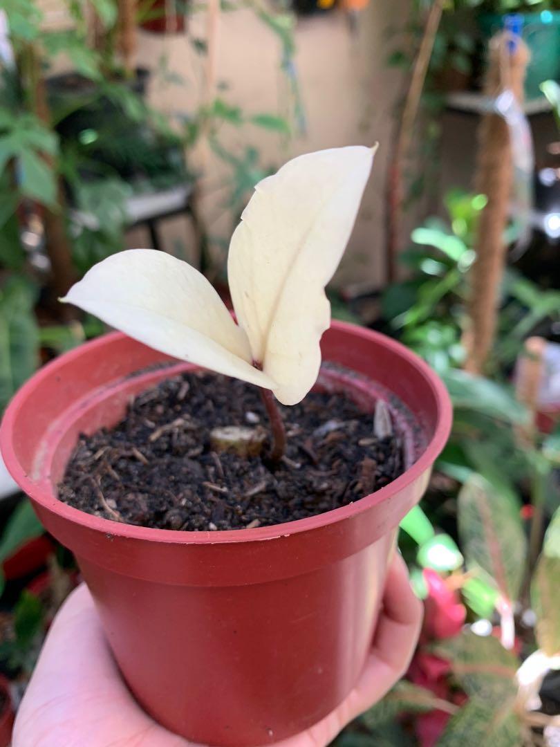 Variegated ZZ (Category: Plants & Seeds) located in Quezon City. Submitted by polnkel (Listing ID 1085276003, Image 1). Description: Follow @plantsuperstore in FB and IG for more! MOP: BDO, BPI, GCash Buyer books and shoulders delivery .