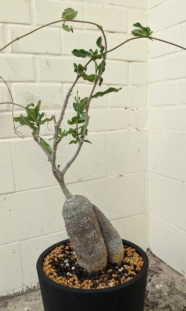 火星人 Fockea Edulis 多肉 塊根 蘿藦科 火星人屬 傢俬 家居 Gardening Plants Carousell