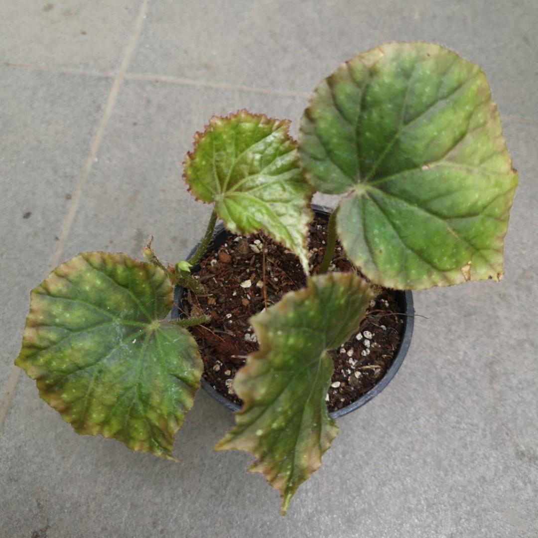 Begonia Nigritarum Furniture Home Living Gardening Plants Seeds On Carousell Begonia Nigritarum Furniture Home Living Gardening Plants Seeds On Carousell