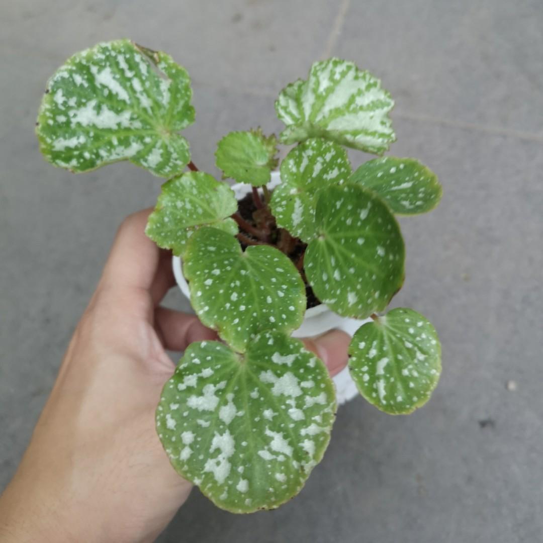 Begonia Unkown Species Hybrid Furniture Home Living Gardening Plants Seeds On Carousell Begonia Unkown Species Hybrid Furniture Home Living Gardening Plants Seeds On Carousell